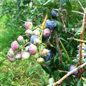 blueberrying